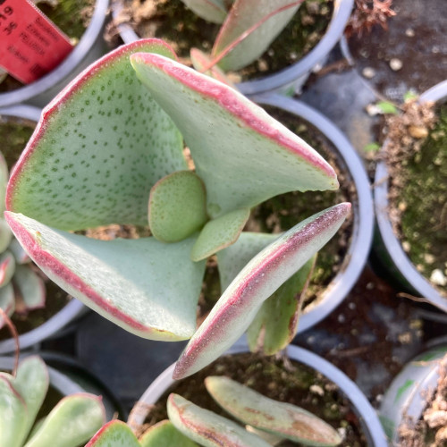 Succulente Crassula Arborescens