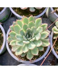 Succulente Echeveria Purpusorum Green Gilva