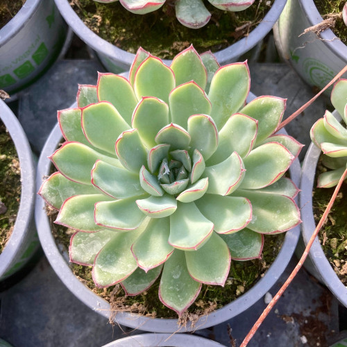 Succulente Echeveria Purpusorum Green Gilva