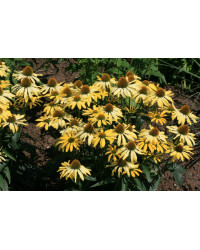 Echinacée Echinacea Purpurea Cleopatra