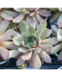 Succulente Echeveria Giant Blue