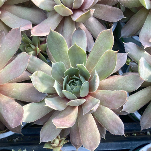 Succulente Echeveria Giant Blue