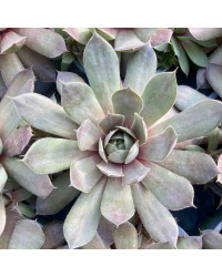 Succulente Echeveria Giant Blue