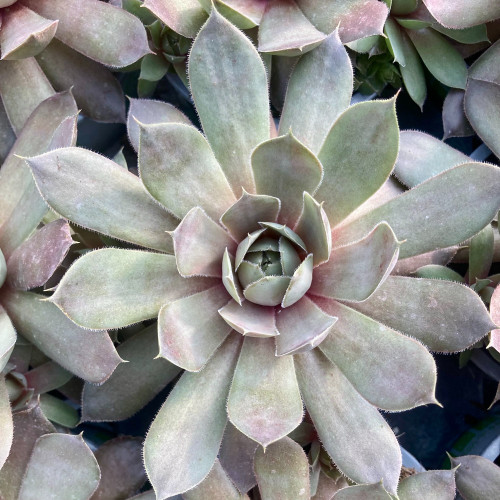 Succulente Echeveria Giant Blue