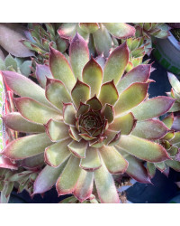 Succulente Echeveria Giant Blue