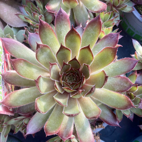 Succulente Echeveria Giant Blue