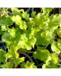 Heuchère Lime Marmalade