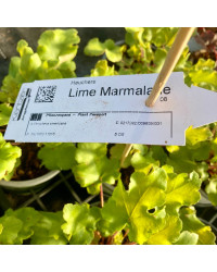 Heuchère Lime Marmalade