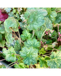 Heuchere Little Cuties Peppermint