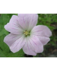 Geranium Vivace Dreamland
