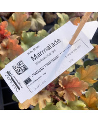 Heuchere marmalade