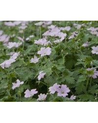 Geranium Vivace Dreamland