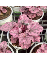 Heuchère Hybrida Gerogia Plum