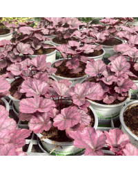 Heuchère Hybrida Gerogia Plum