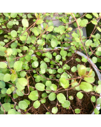Muehlenbeckia
