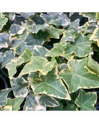 Lierre hedera yellow ripple