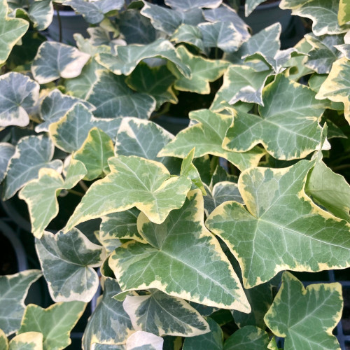 Lierre hedera yellow ripple