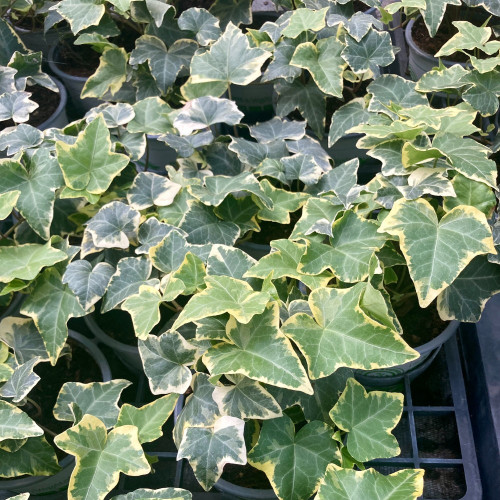Lierre hedera yellow ripple