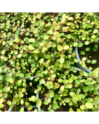 Muehlenbeckia