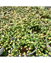 Muehlenbeckia