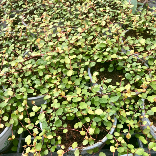 Muehlenbeckia