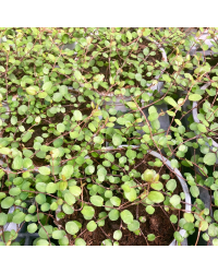 Muehlenbeckia Complexa Cheveux d'Ange