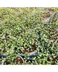 Muehlenbeckia Complexa Cheveux d'Ange