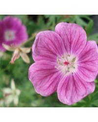 Géranium Vivace Elke