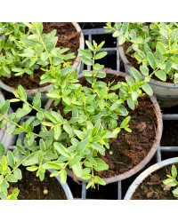 Lonicera Lemon Queen