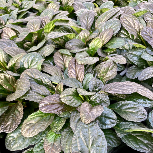 Ajuga Reptans