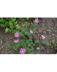Géranium Vivace Elke