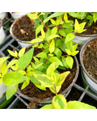 Abelia Kaleidoscope