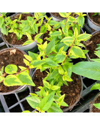 Abelia Kaleidoscope