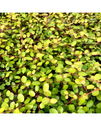 Muehlenbeckia Golden Girl