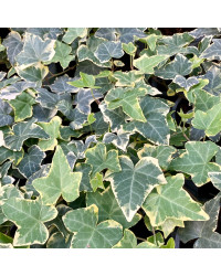 Lierre hedera yellow ripple