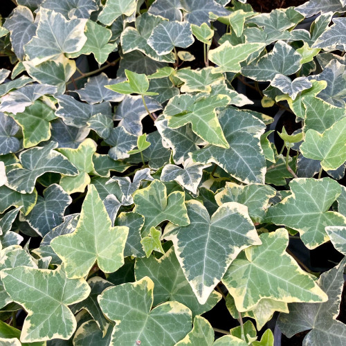 Lierre hedera yellow ripple