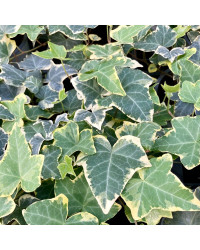 Lierre hedera yellow ripple