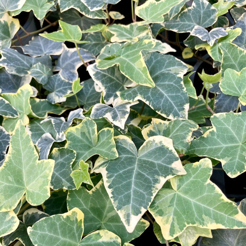 Lierre hedera yellow ripple