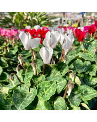 Cyclamen blanc