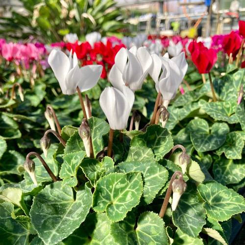 Cyclamen blanc