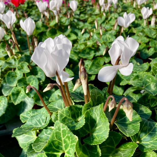 Cyclamen blanc