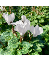 Cyclamen blanc