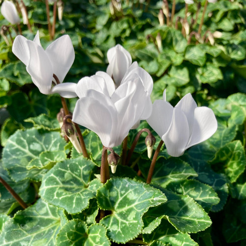 Cyclamen blanc