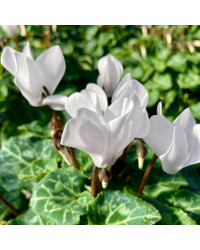 Cyclamen blanc