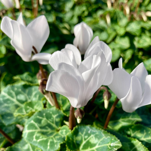 Cyclamen blanc