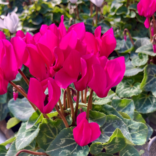 Cyclamen violet