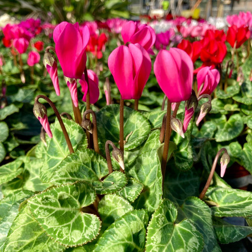Cyclamen violet
