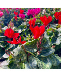Cyclamen rouge