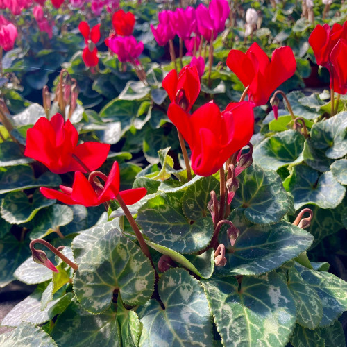 Cyclamen rouge