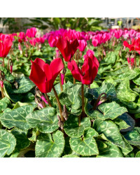 Cyclamen rouge